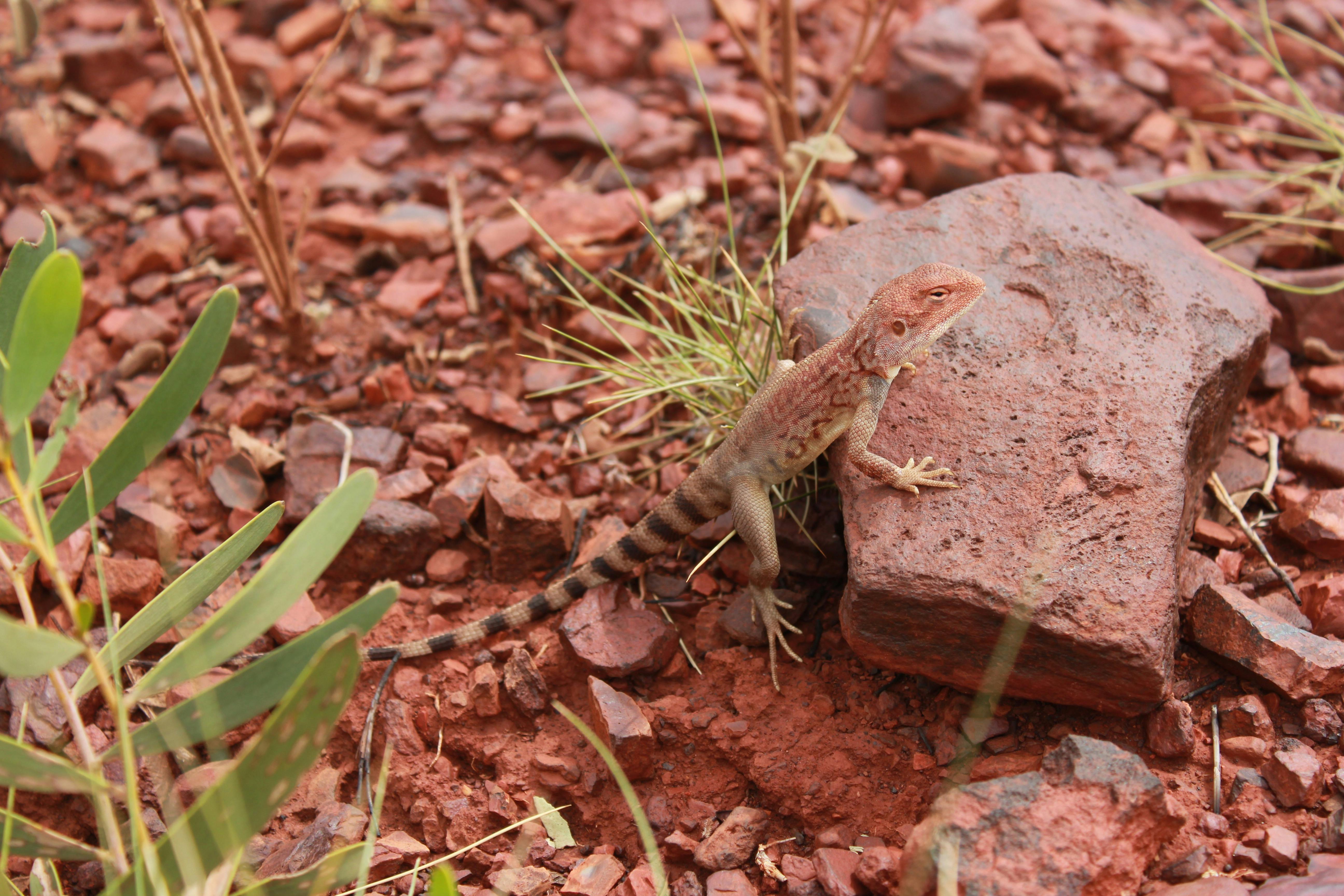 Coates Wildlife Tours, Canning Vale, Western Australia
