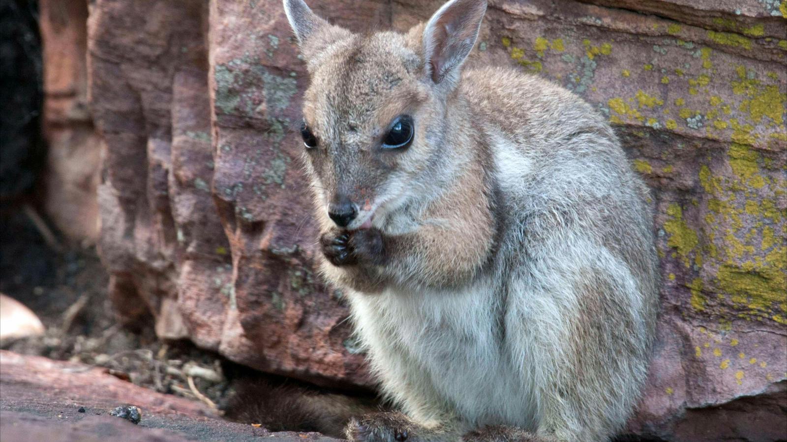 rock wallaby mammal tours in Kakadu National Park