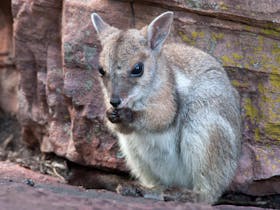 rock wallaby mammal tours in Kakadu National Park