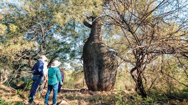 Boobook Explore and guests looking at a large bottle tree on Mount Abundance