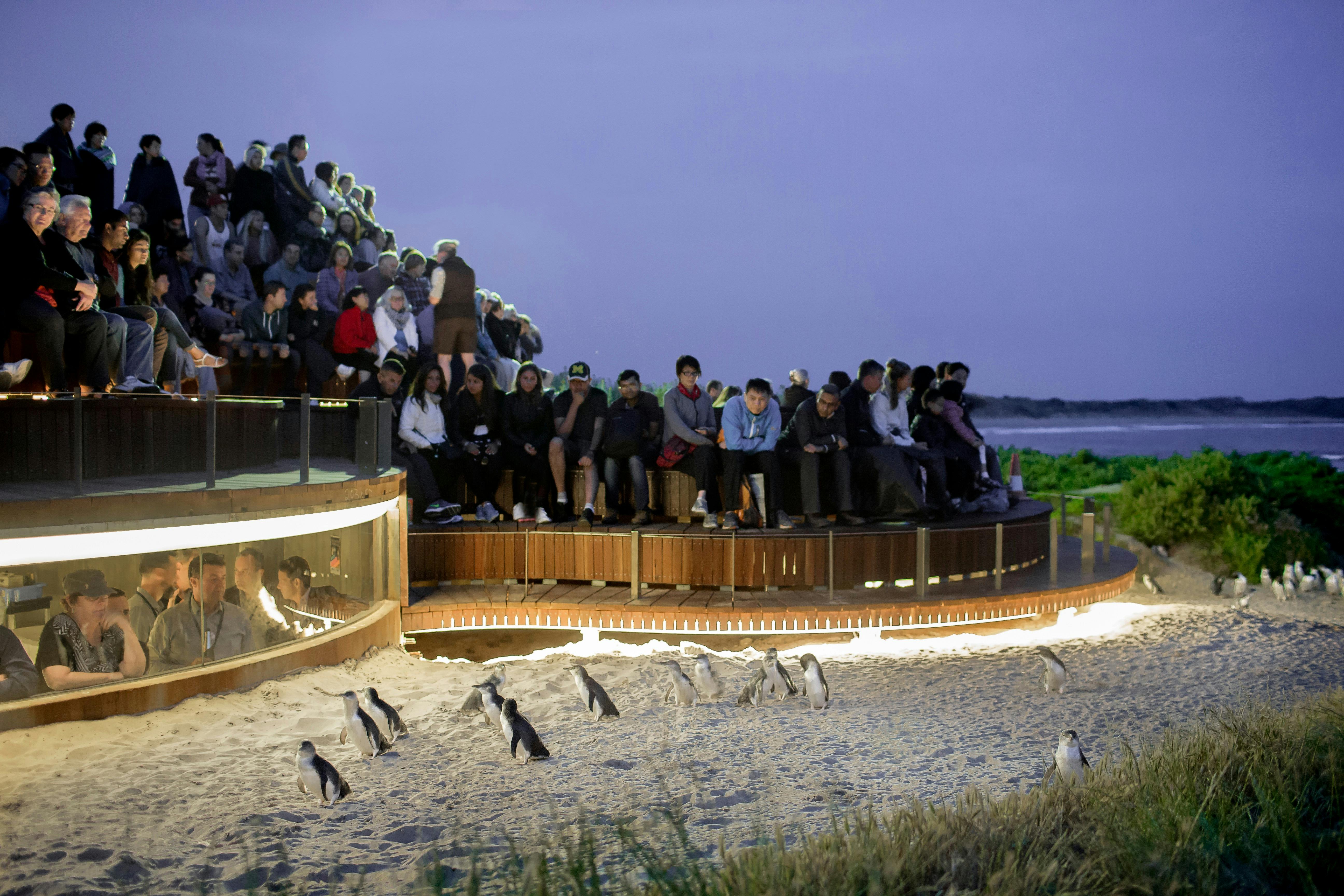Phillip Island Penguin Parade and Koalas Tour