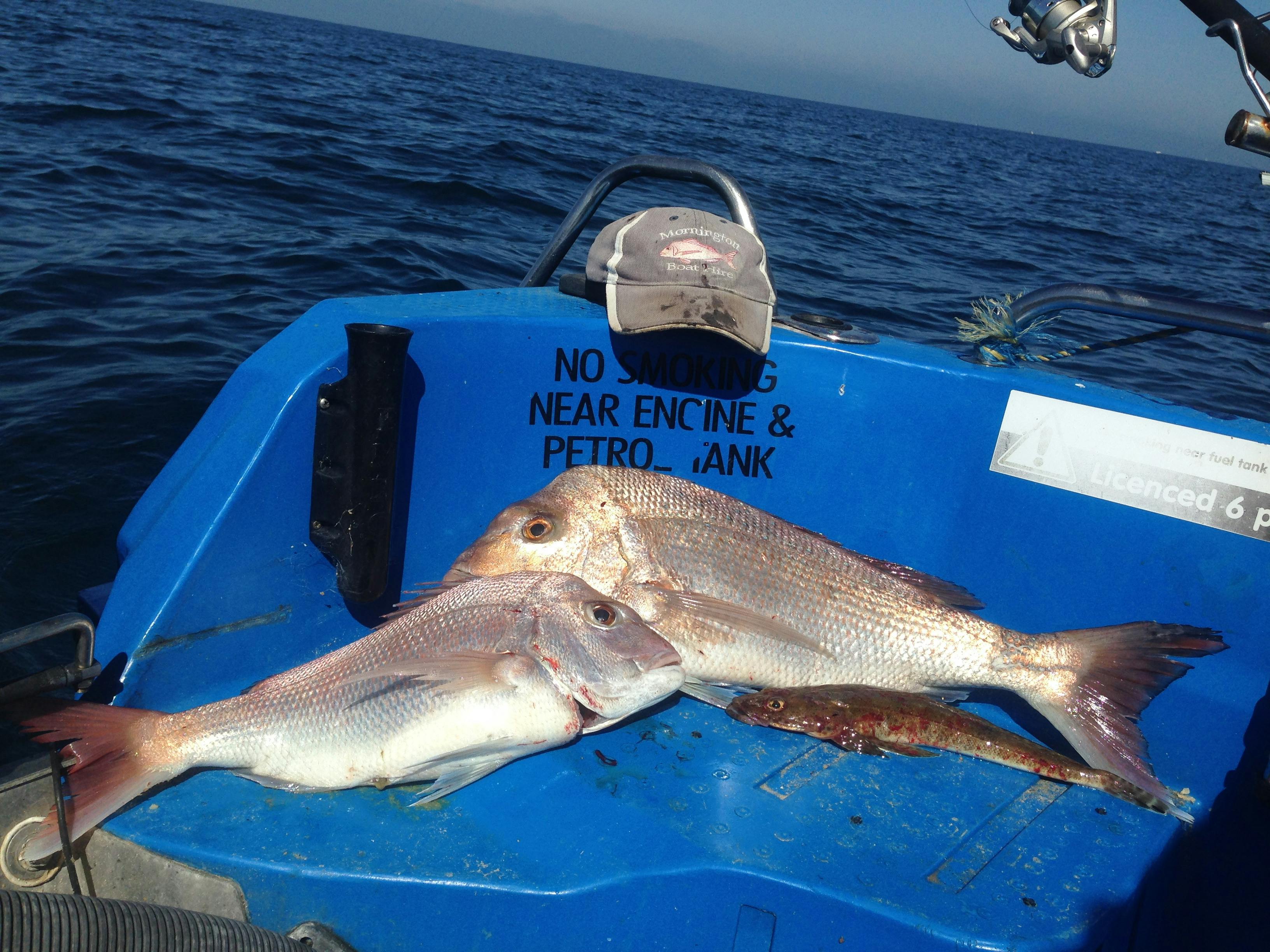 sea fishing trip, self drive boat hire Mornington Peninsula Melbourne
