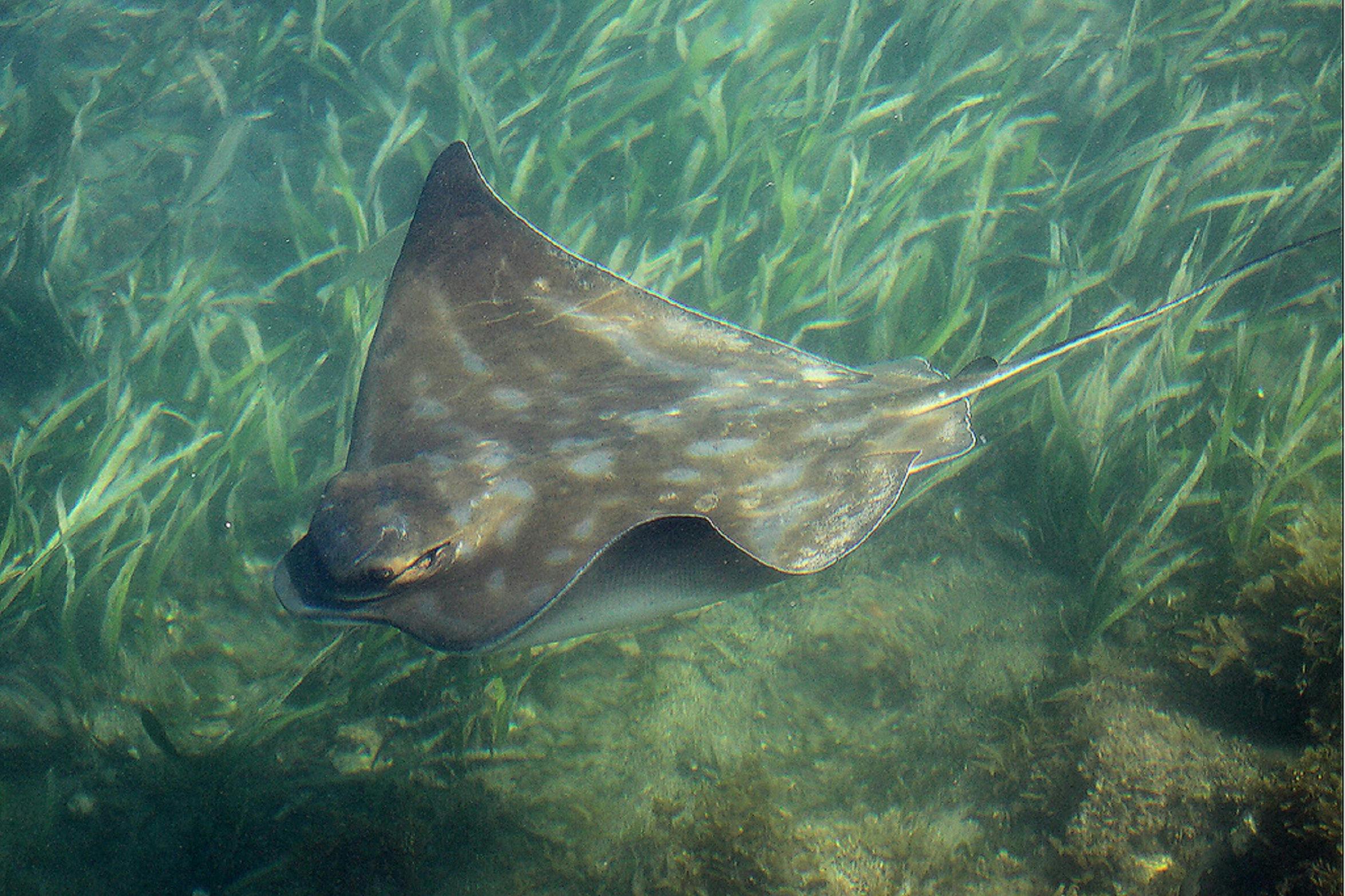 eagle ray