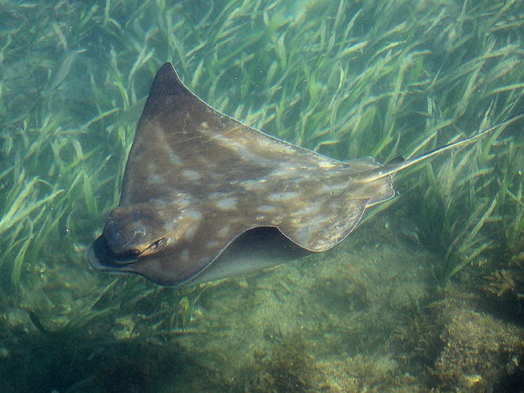 eagle ray