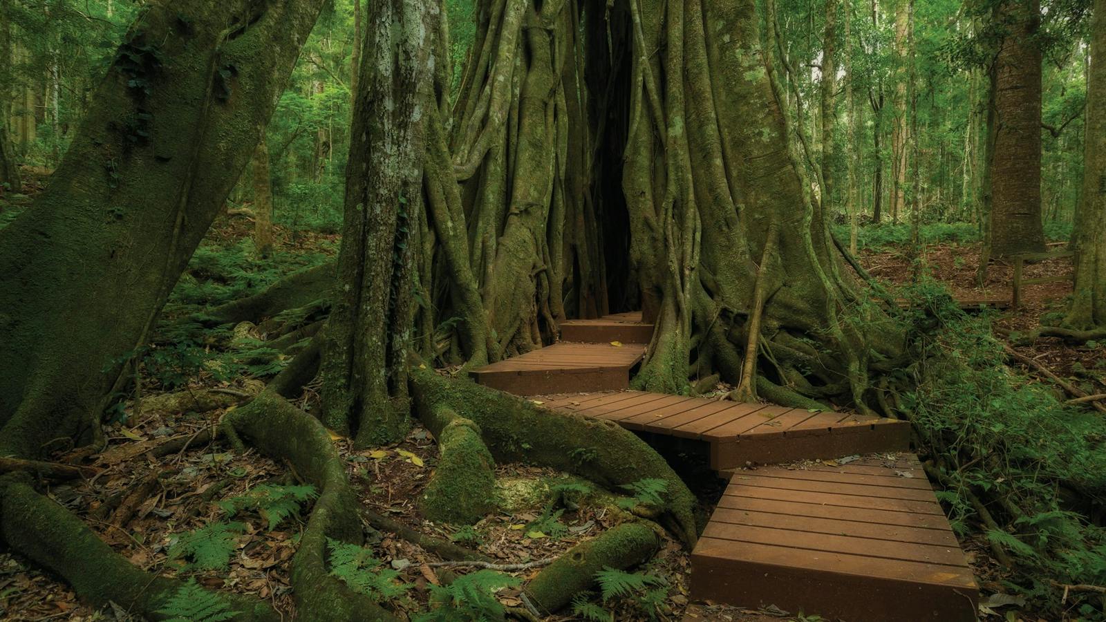 Bunya Mountains National Park