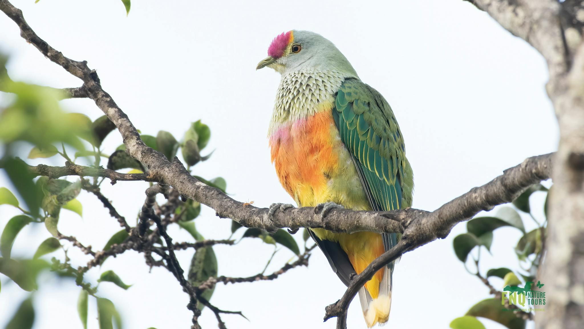 fruit dove fruit dove