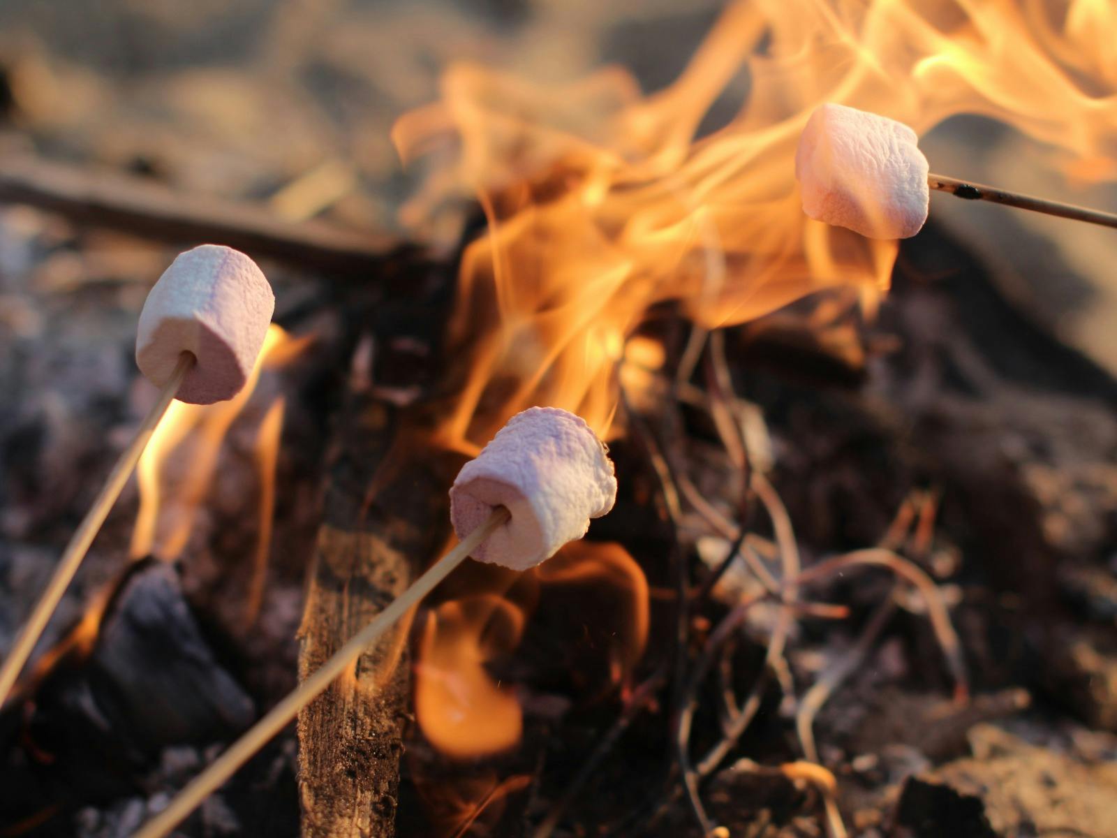 Toasting marshmallows over the fire