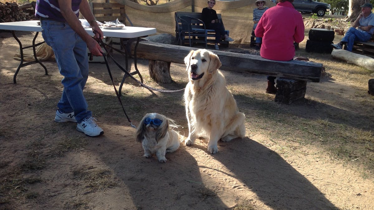 You can bring your pets, this photo shows 2 happy dogs