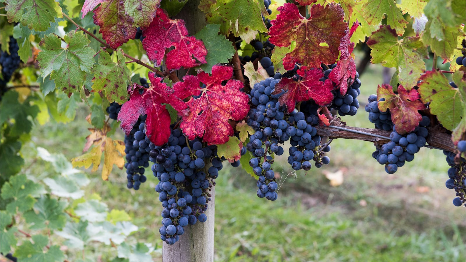 Cannibal Creek Vineyard