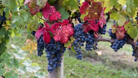Vines just before vintage