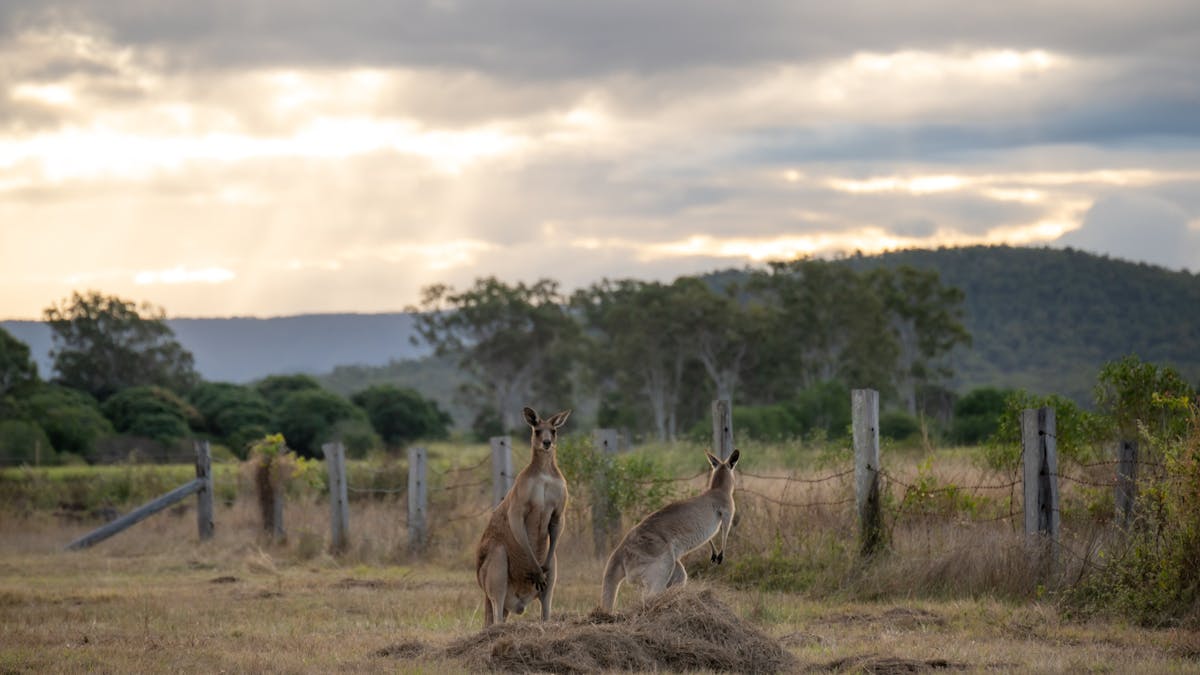 Kangaroos near St Lawrence Wetlands
