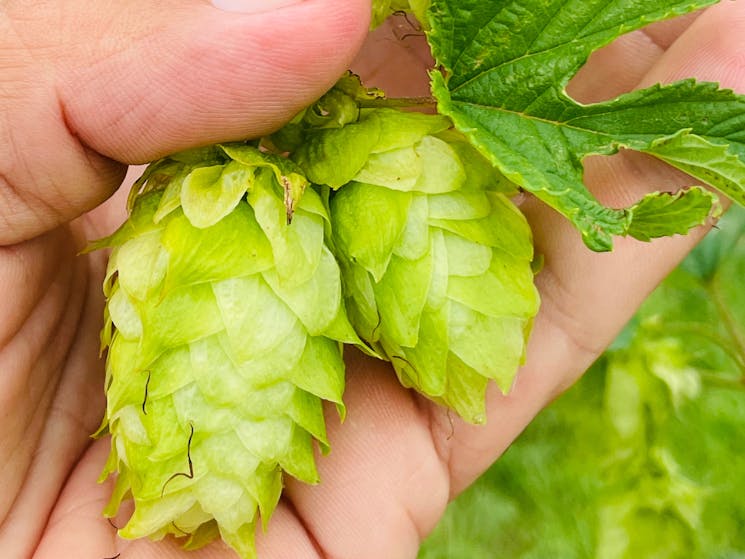 Hops ready to harvest