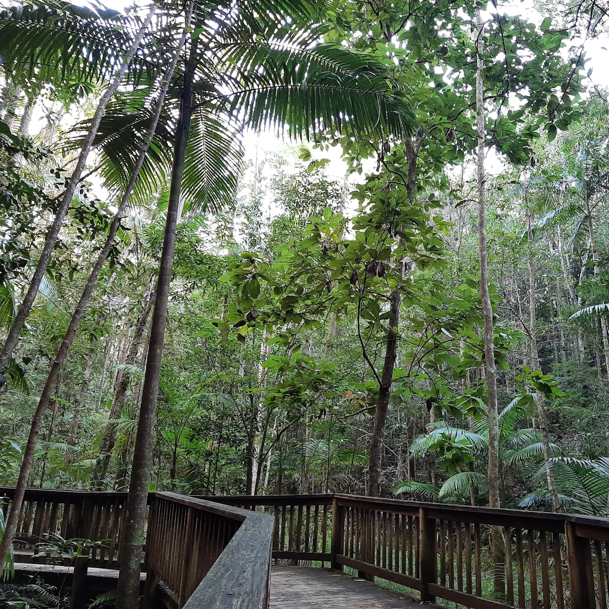 Private group Nature Connection at Buderim Forest Park