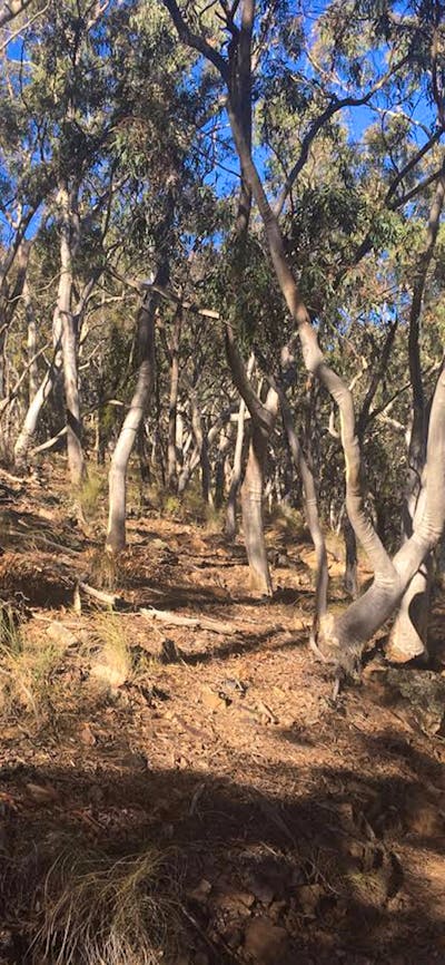 The landscape on Black Mountain