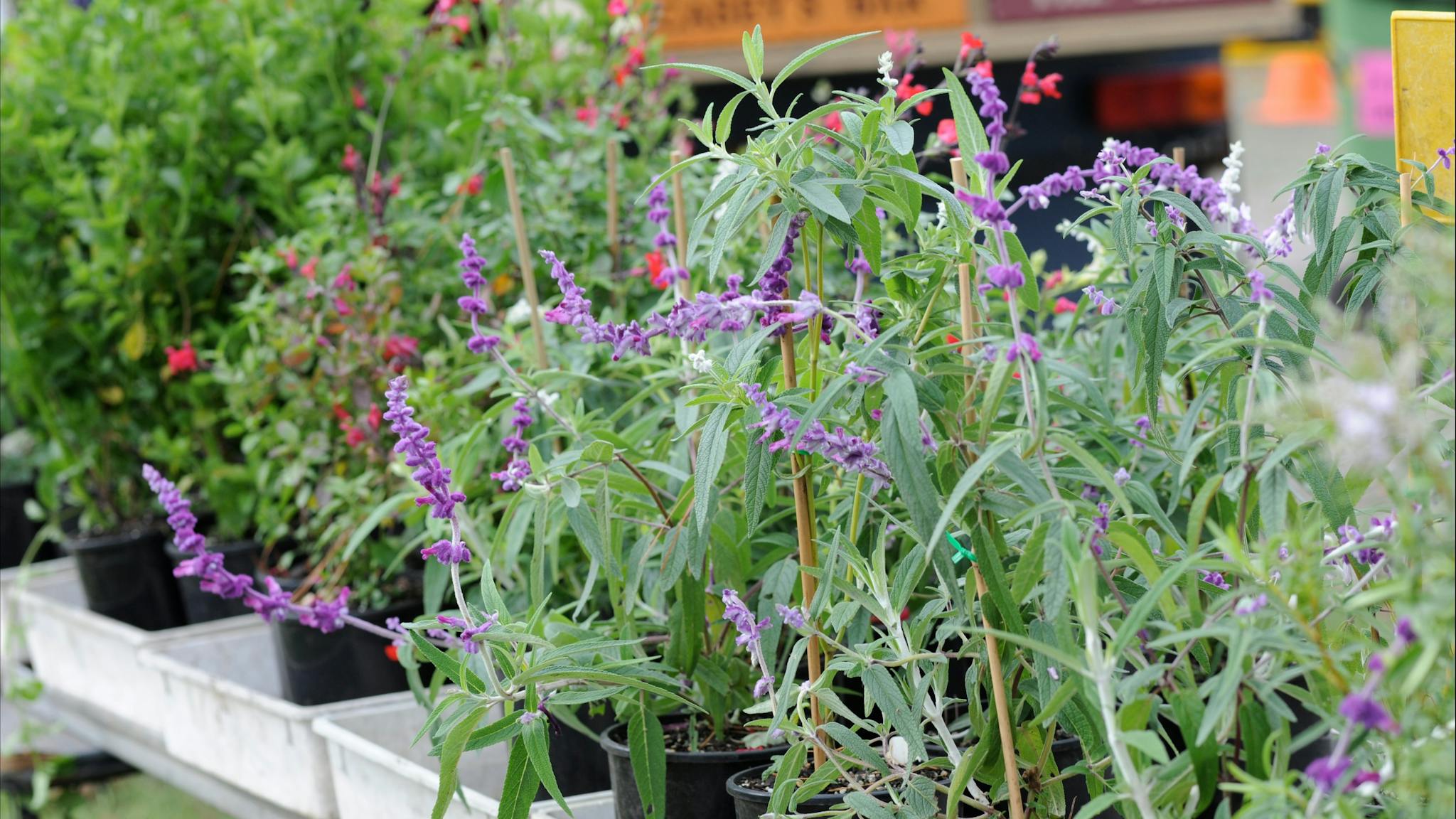 Lots of gardening ideas and plants
