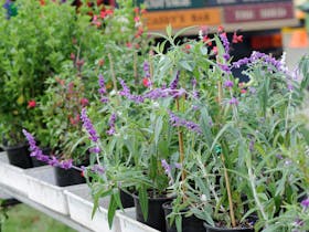 Lots of gardening ideas and plants