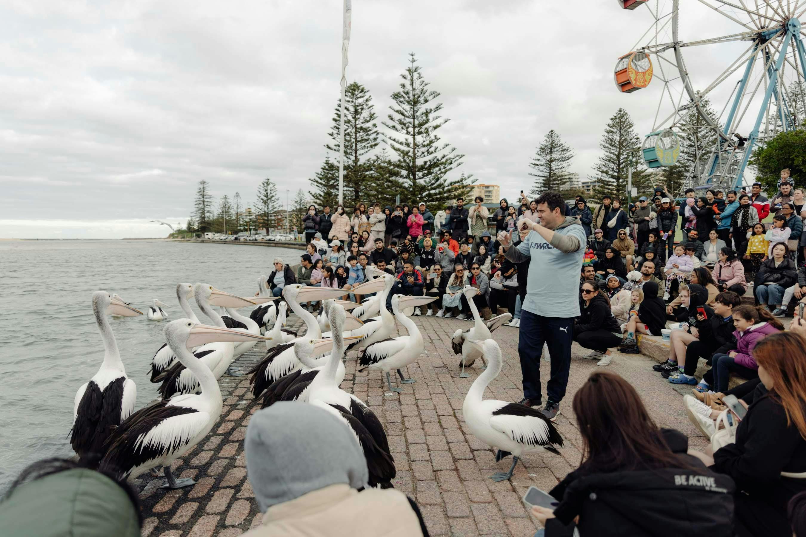 Marine Wildlife Rescue volunteer with pelicans at Pelican Time