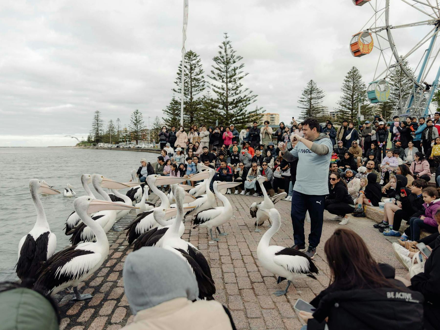 Marine Wildlife Rescue volunteer with pelicans at Pelican Time
