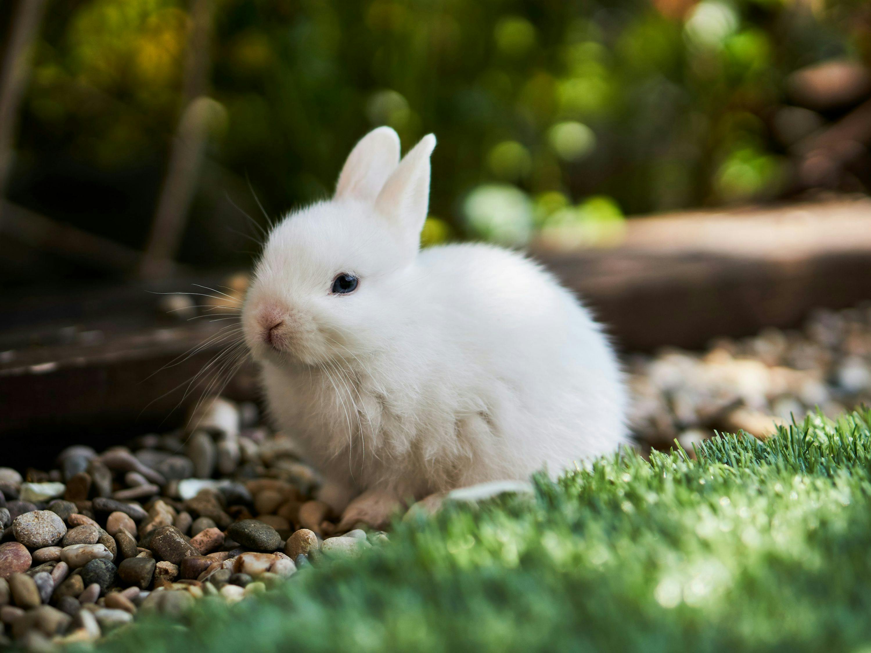 White Bunny