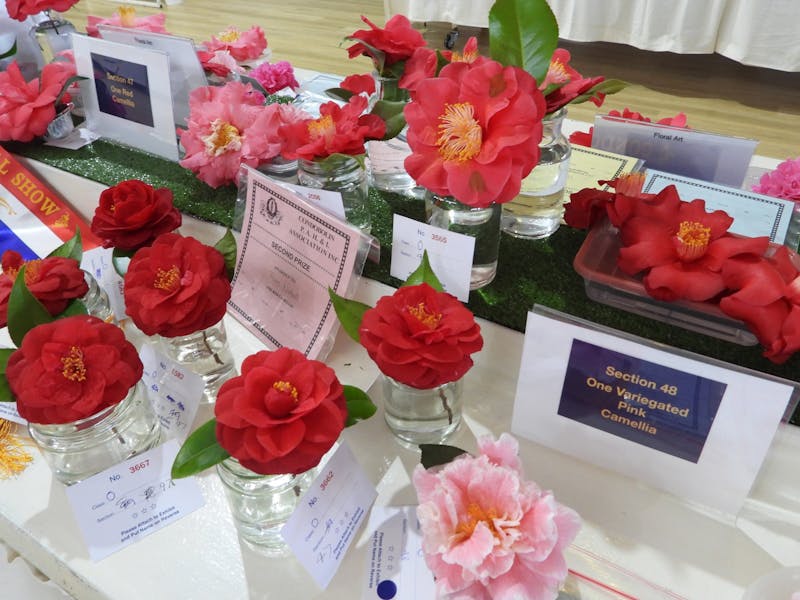 Condobolin Show Flower Section