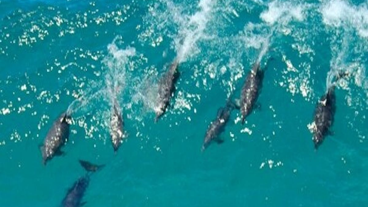 Dolphins