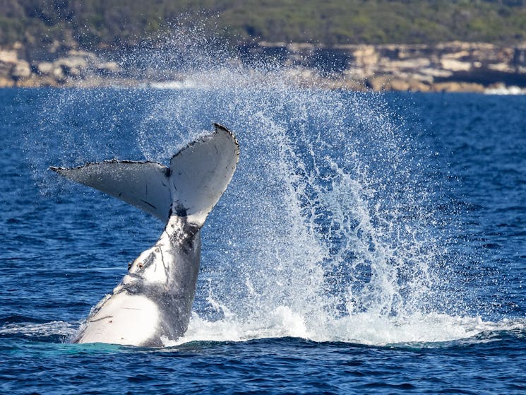 Whales playing off Cronulla NSW