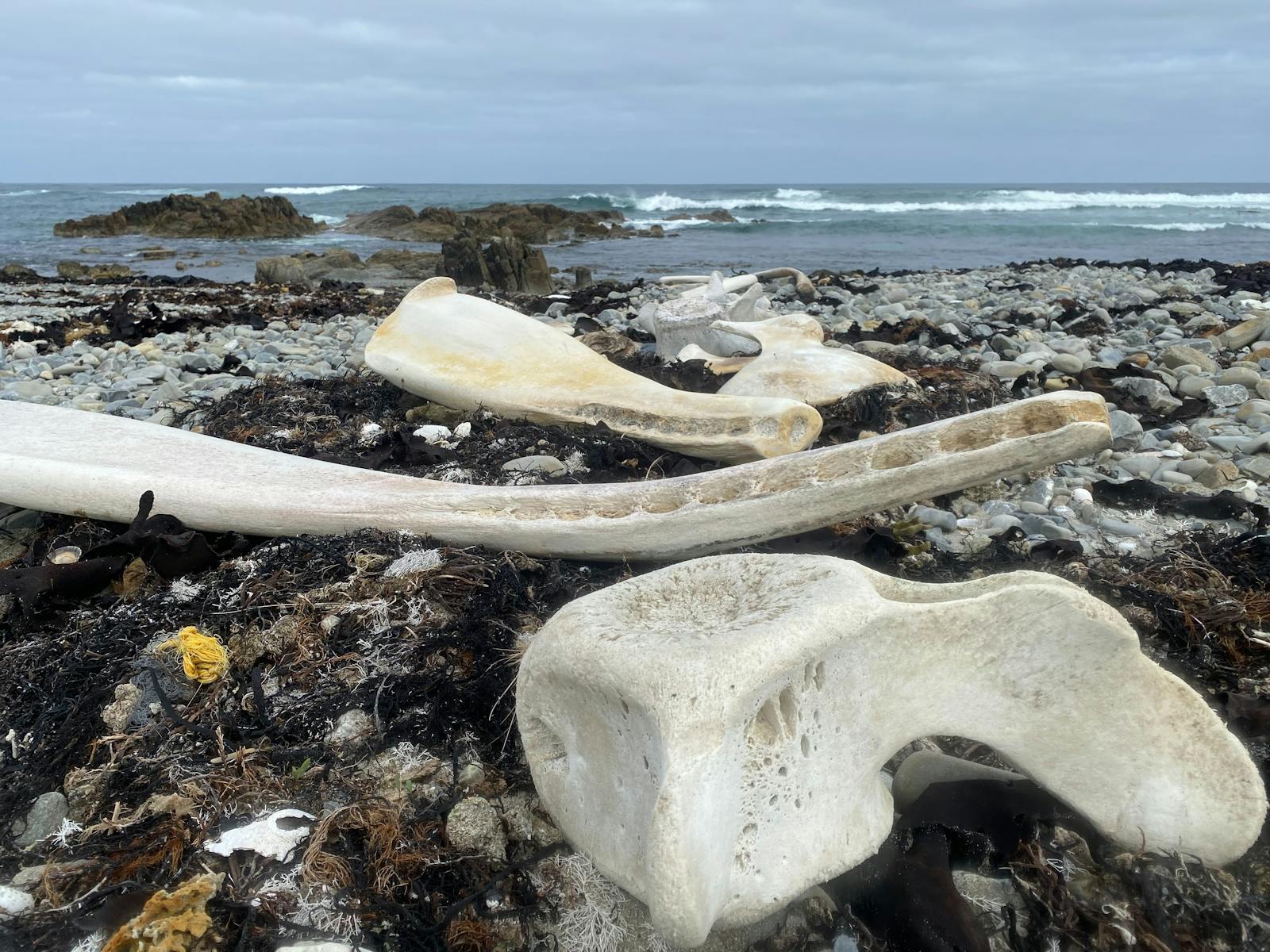 Whale bones on Whale Bone Beach