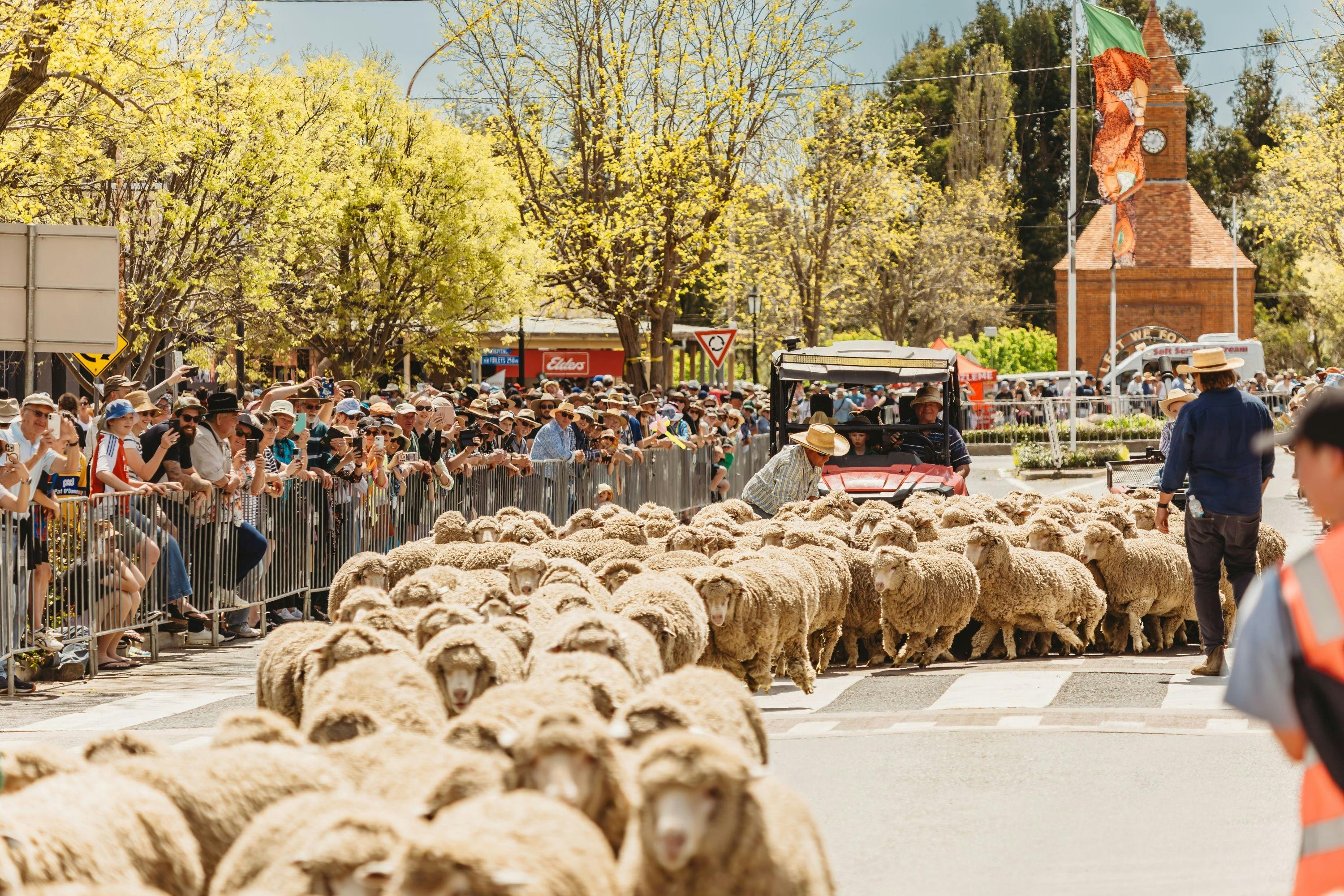 Running of the Sheep down the main street of Boorowa.