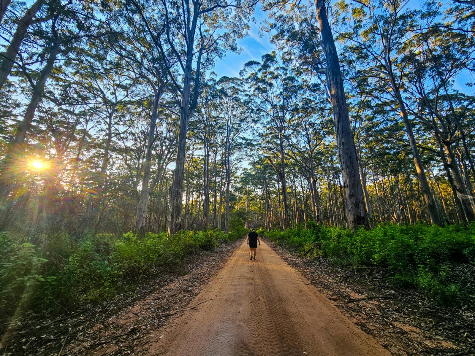 Boranup Forest, Boranup