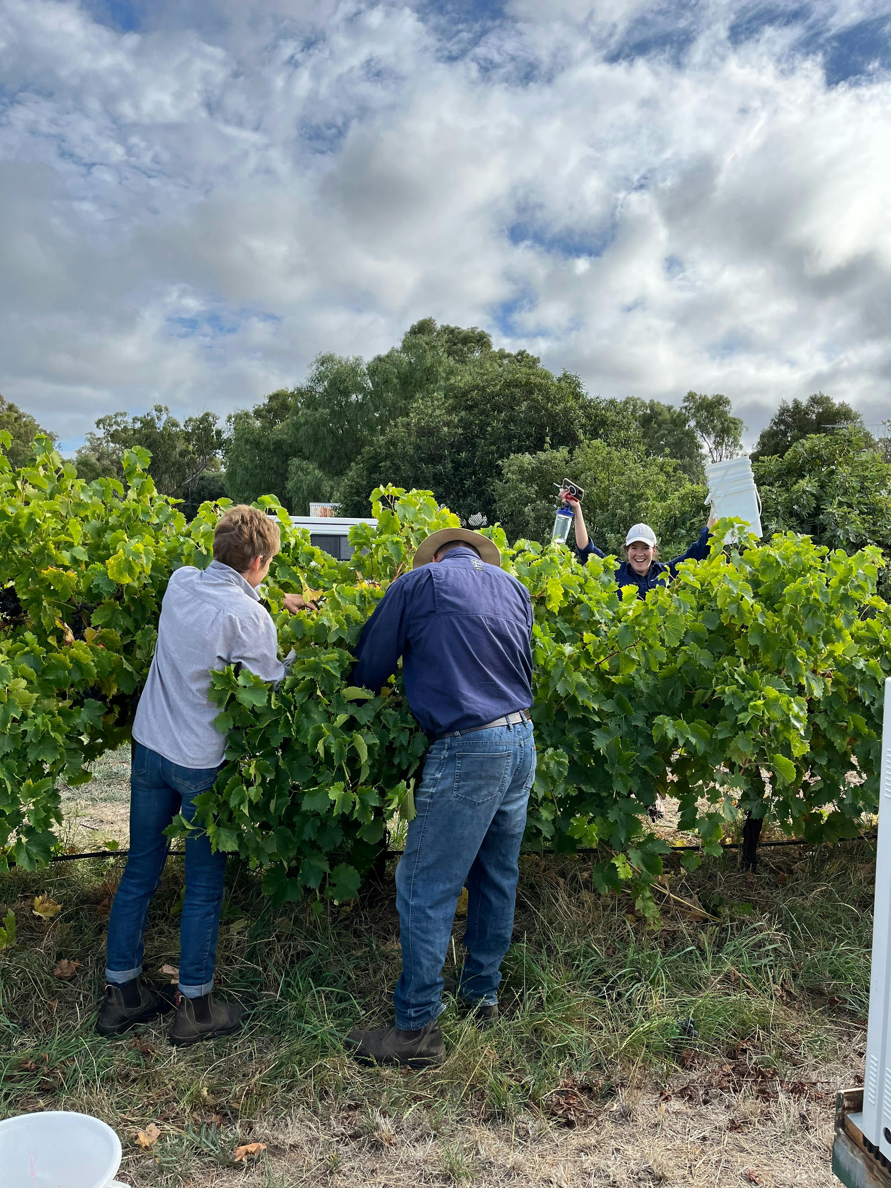 SummerVines:  Vineyard Experience