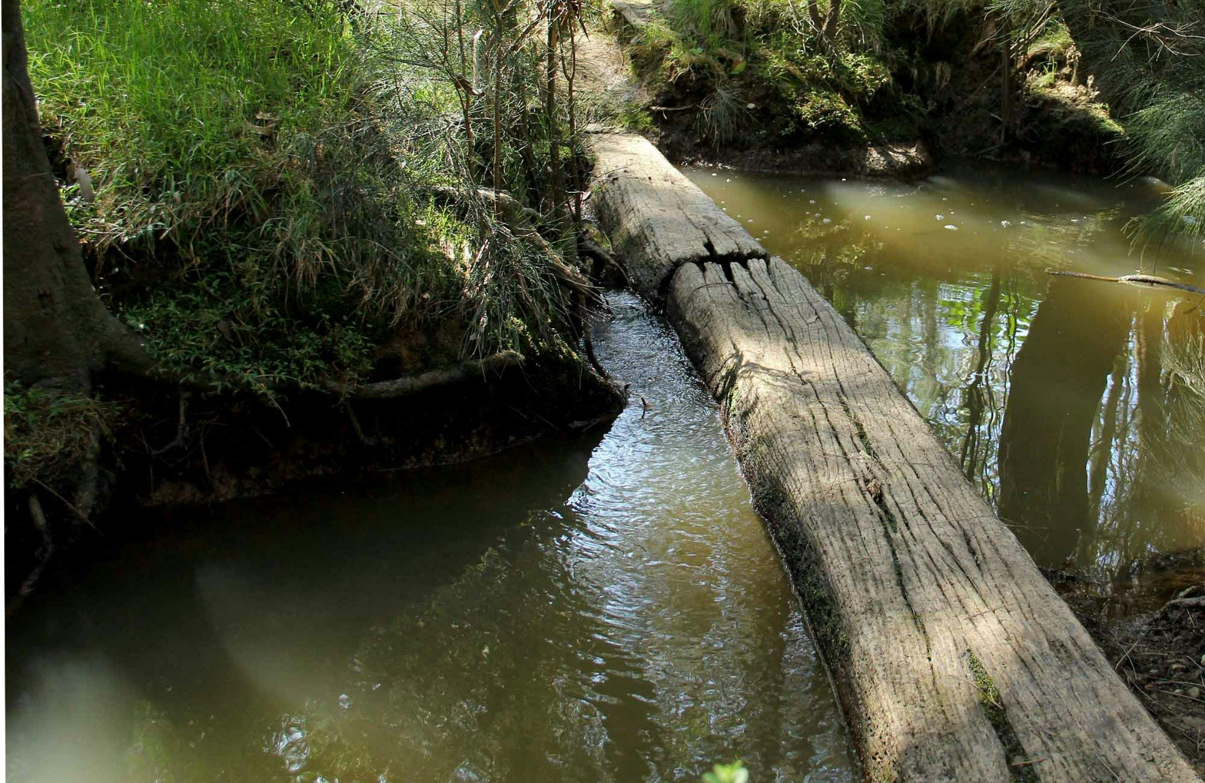 Second Ponds Creek Walk | Sydney, Australia - Official Travel