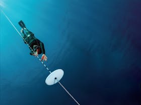 The Pressure Project Freediving Courses