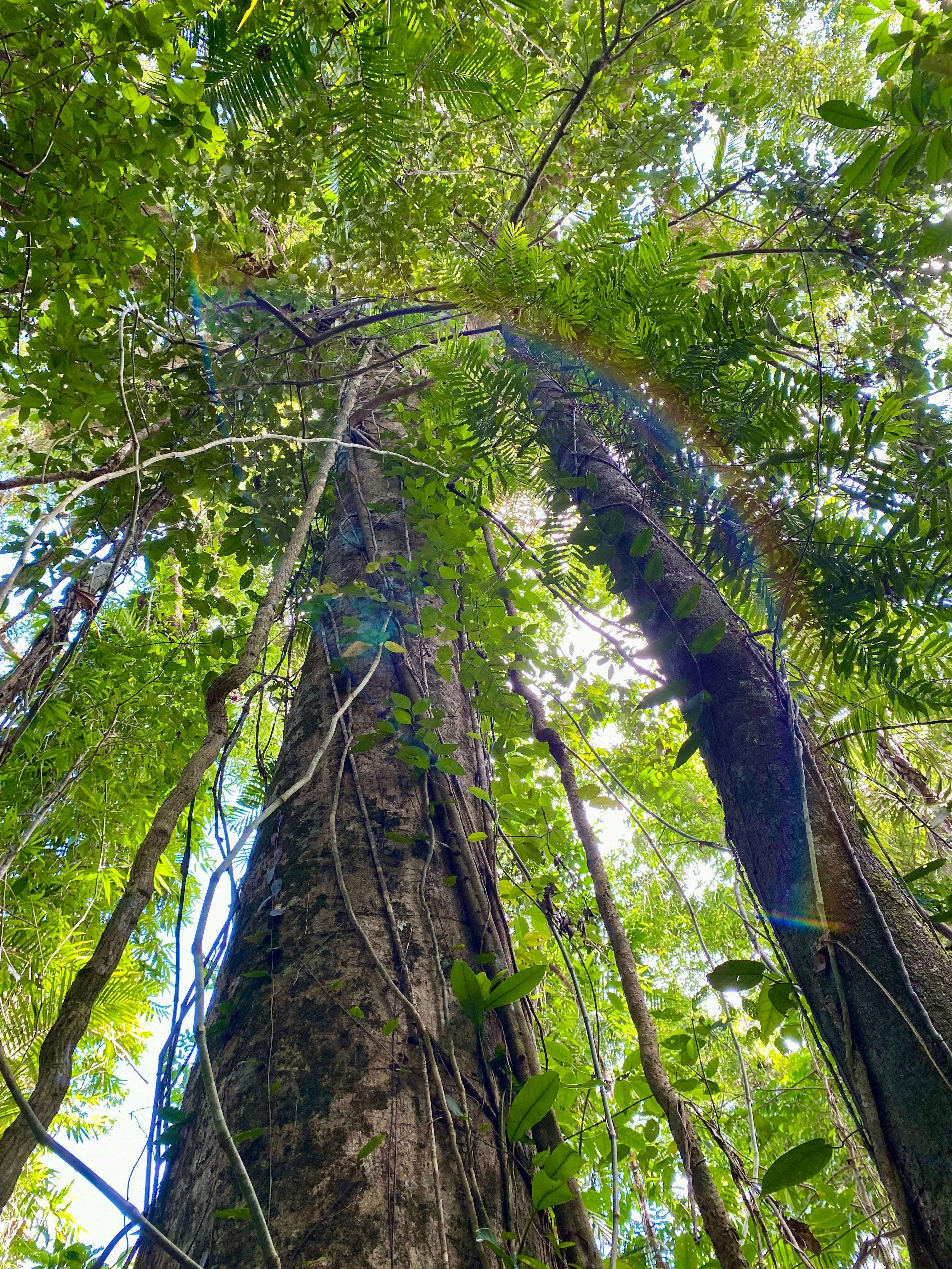 Rainforest Connections Walk