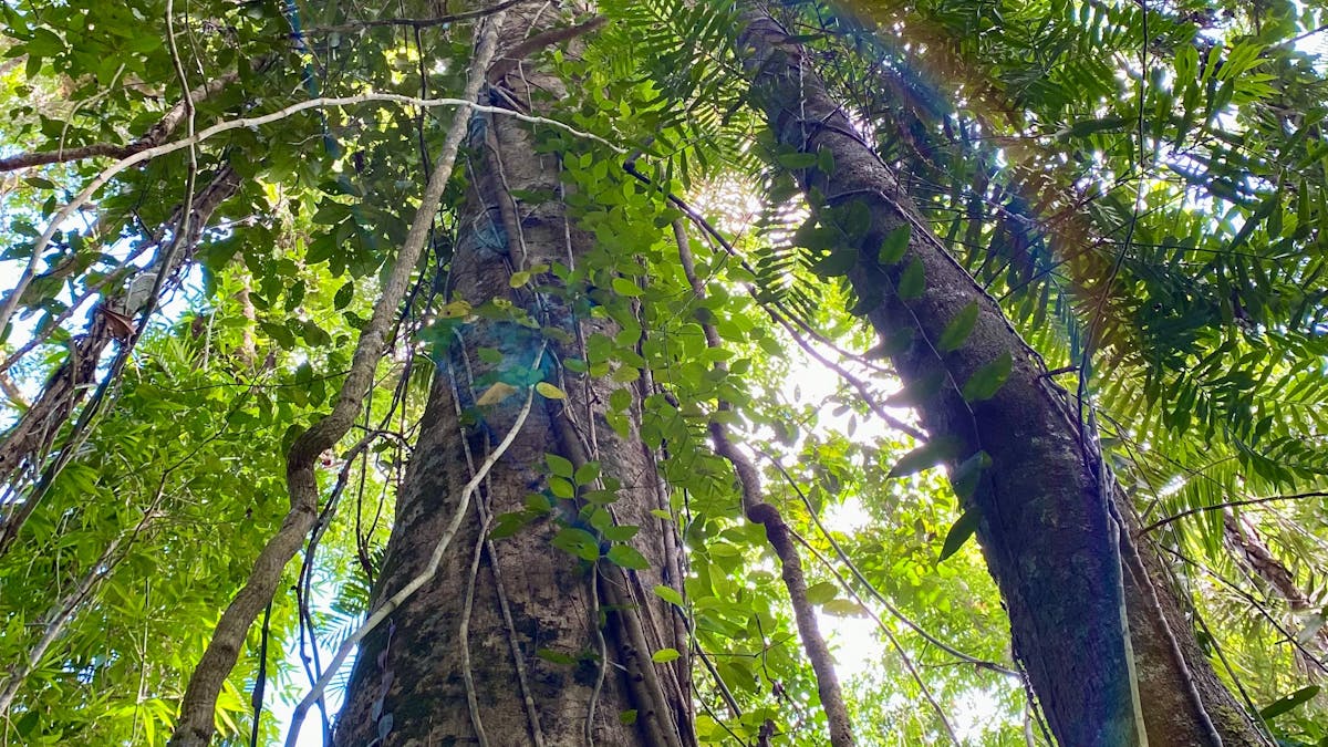 Looking up the tree trunk of a large tree trunk surrounded by green leaves