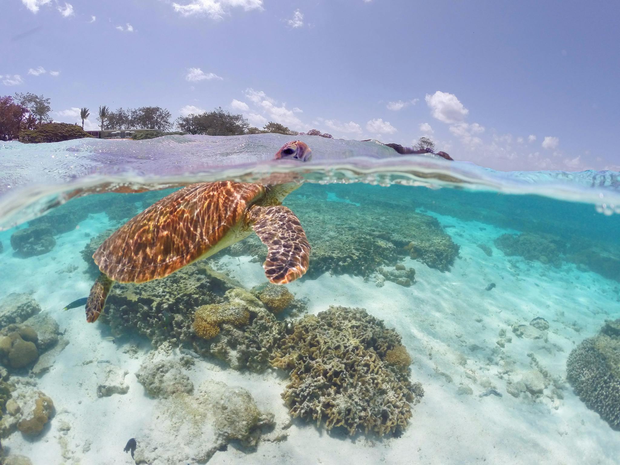 Great Barrier Reef Turtle Great Barrier Reef Turtle