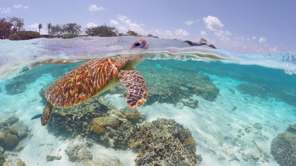 Great Barrier Reef Turtle
