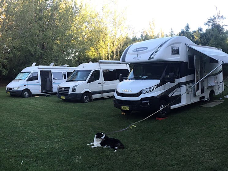 Motorhomes and dog in the park