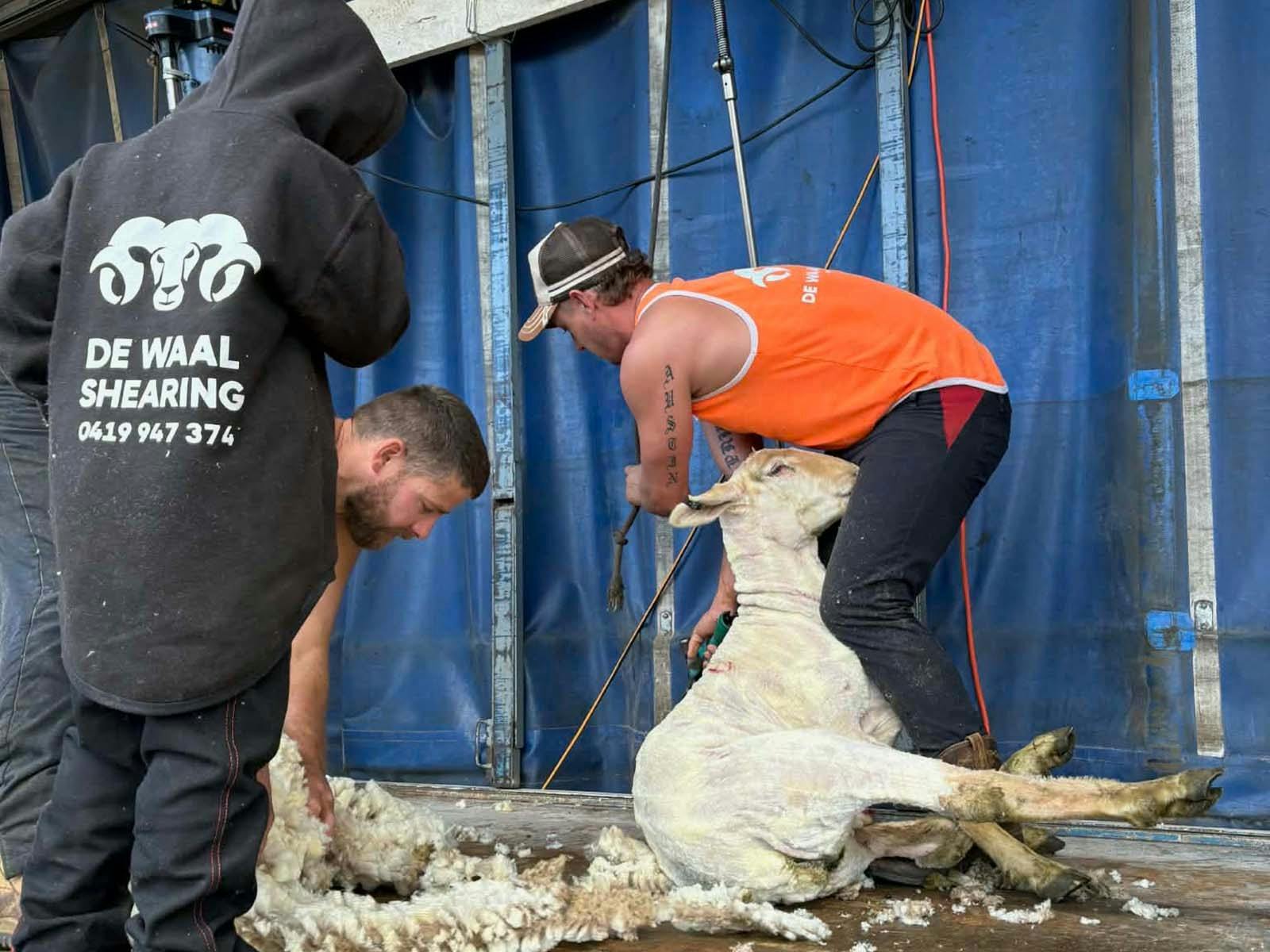 Shearing Demonstration at the Festival of the Fleeces