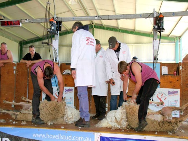 Walbundrie Show Shearing Competition