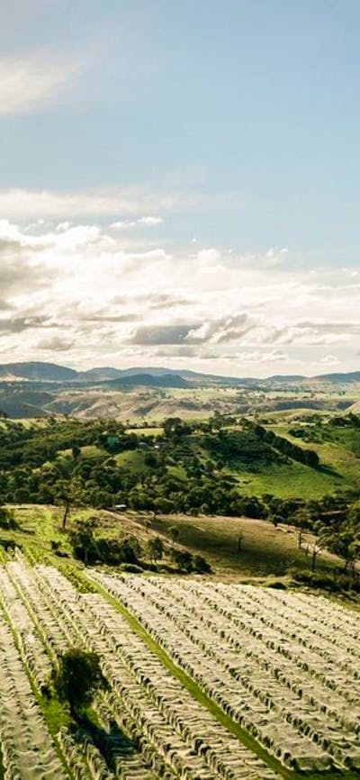 Surveyors Hill Vineyard Ariel Shot