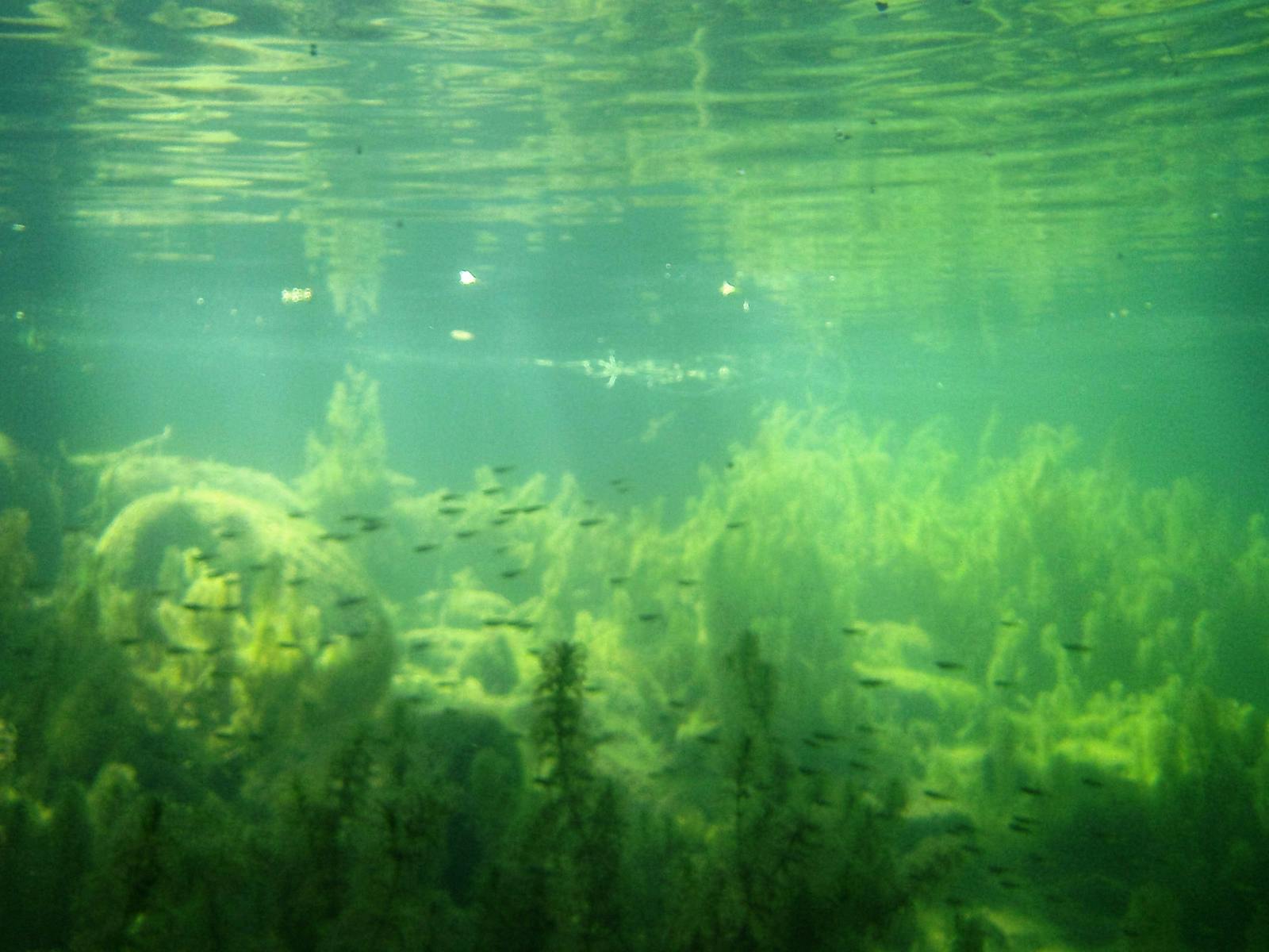 Fish, vegetation, rocks and clear water