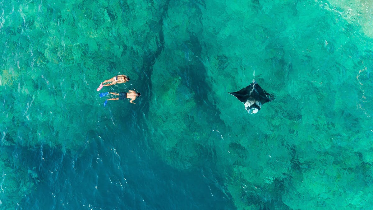 Two people snorkelling over coral reef in Luncheon Bay off Hook Island with Manta ray close by