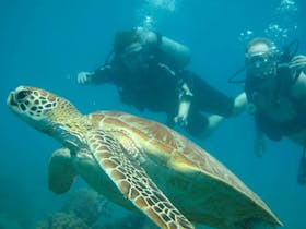 Scuba Diving with turtle Upolu Reef on Ocean Freedom