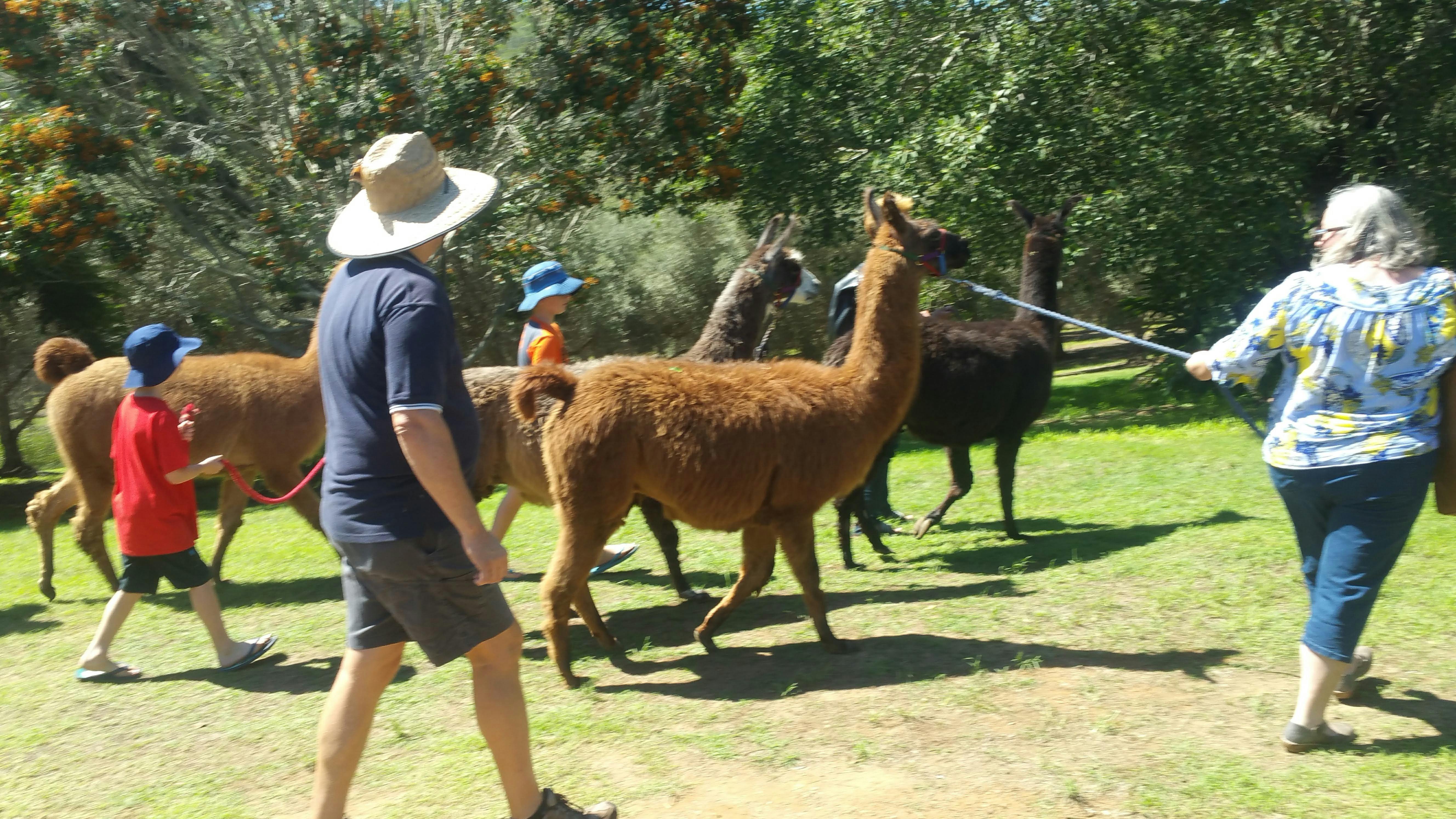 Haigslea Ewe Nique Hobby Farm