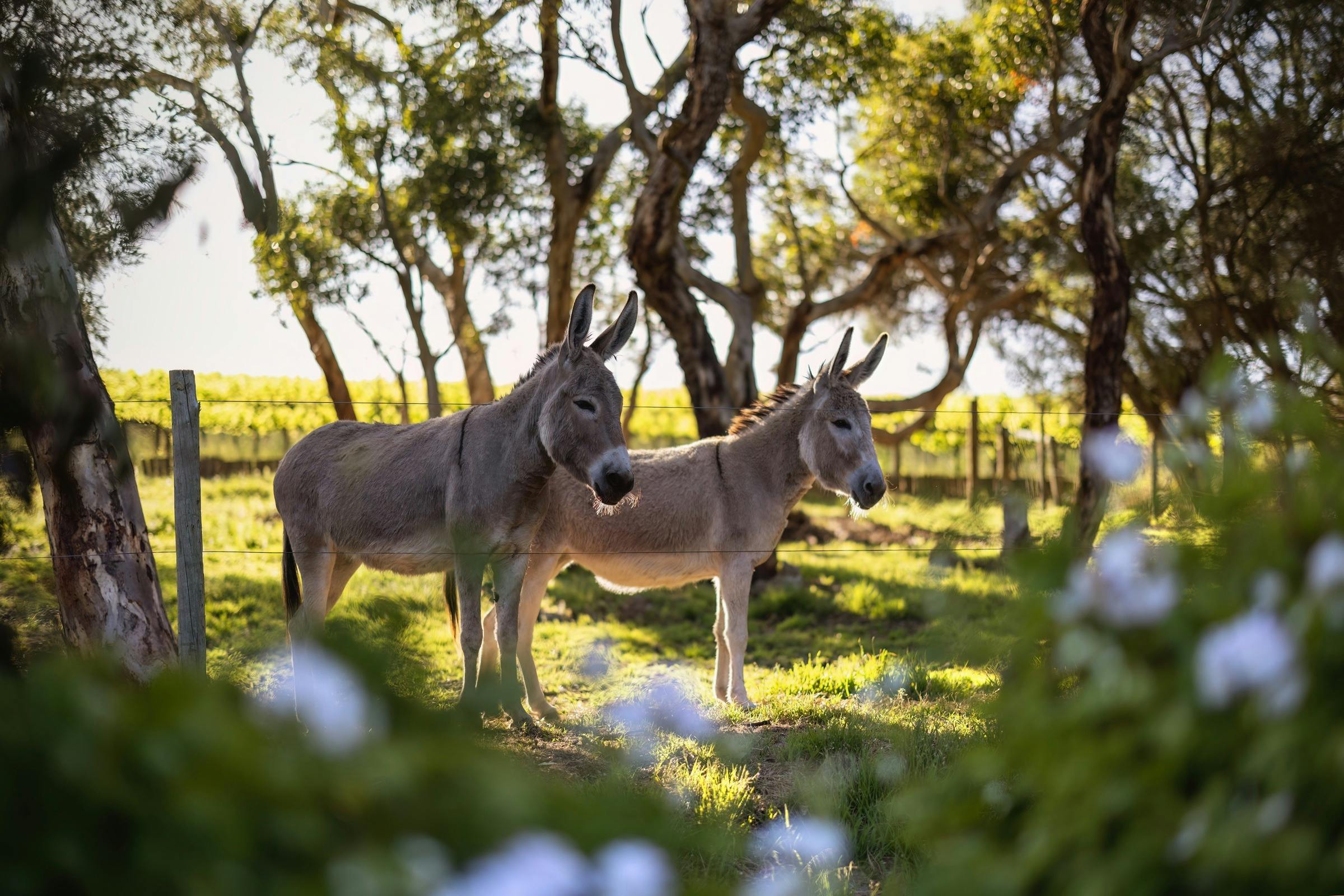 A pair of grey donkeys in a paddock