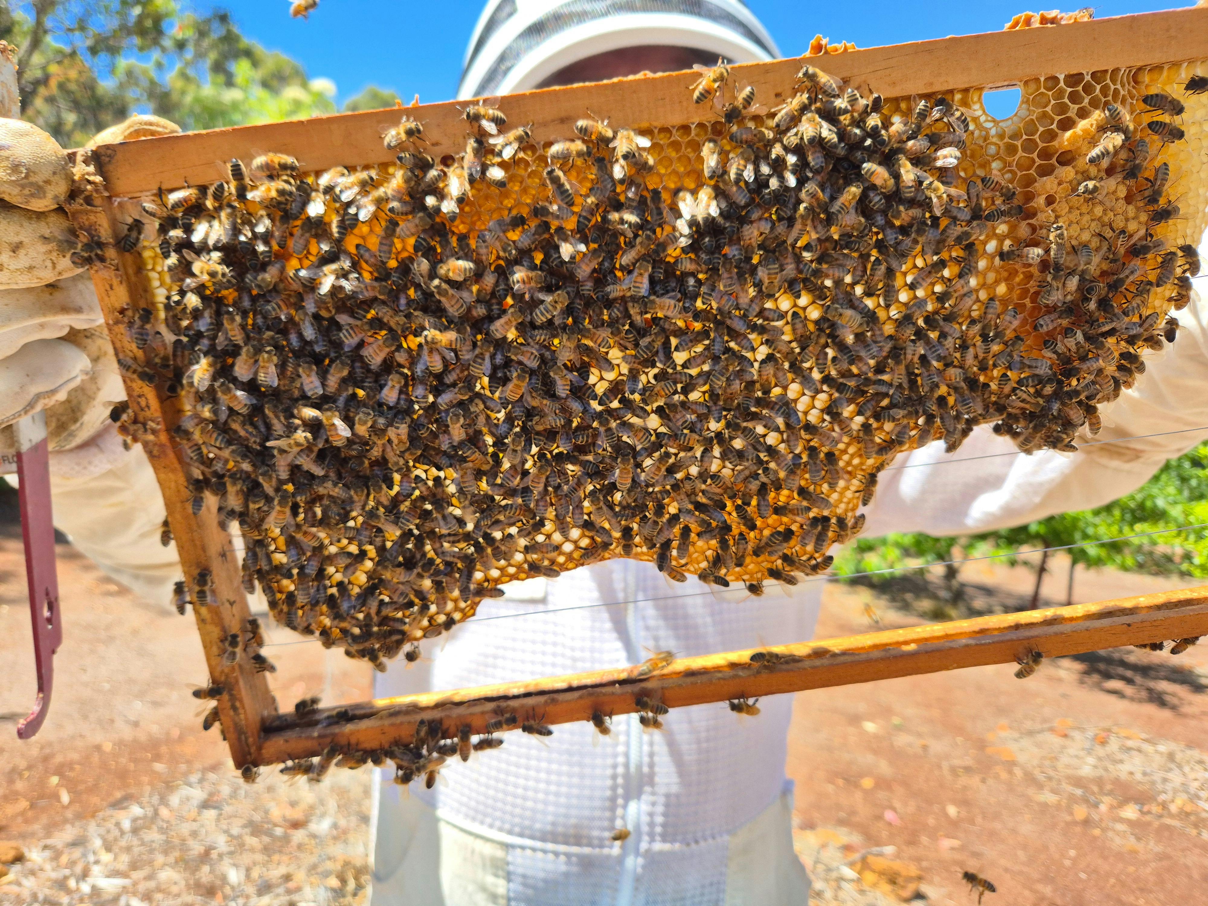 Hive Frame of bees