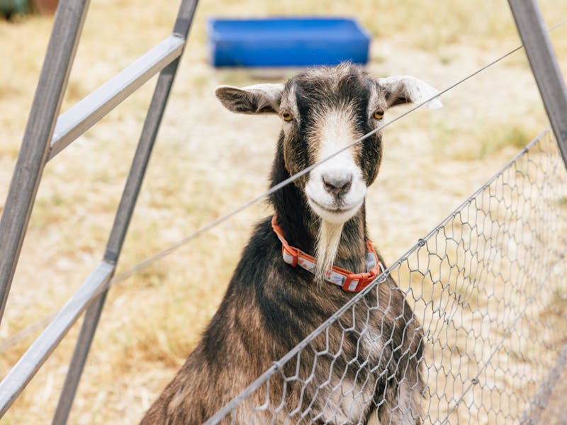 Image for Tiny Tails Farm Stay