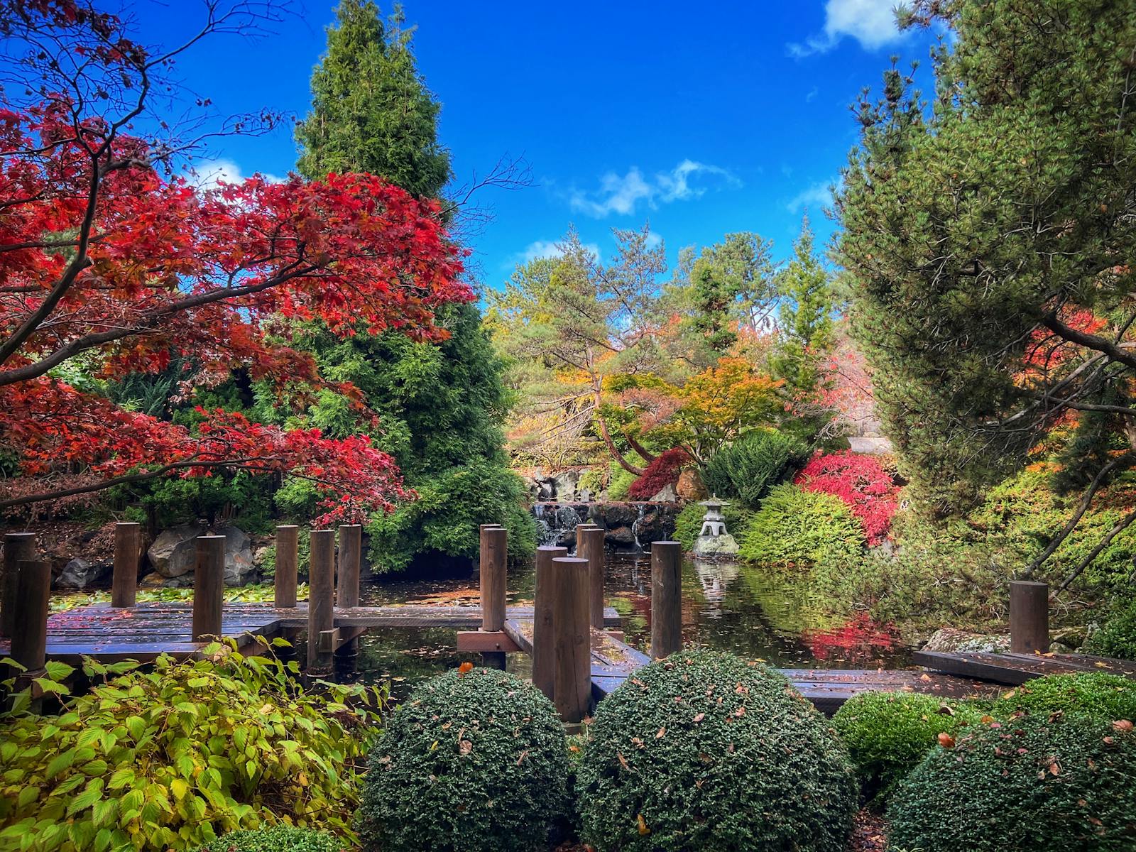 Japanese Gardens at the Royal Tasmanian  Botanical Gardens