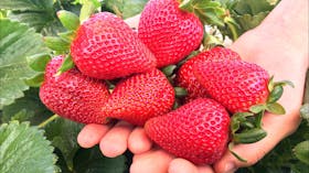 Ashbern Farms fresh picked strawberries