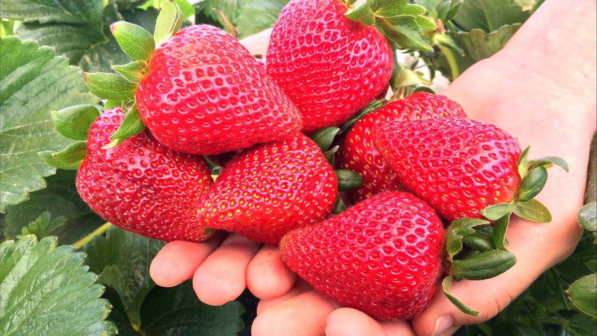 Ashbern Farms fresh picked strawberries